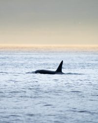 Orca bull, Vancouver Island